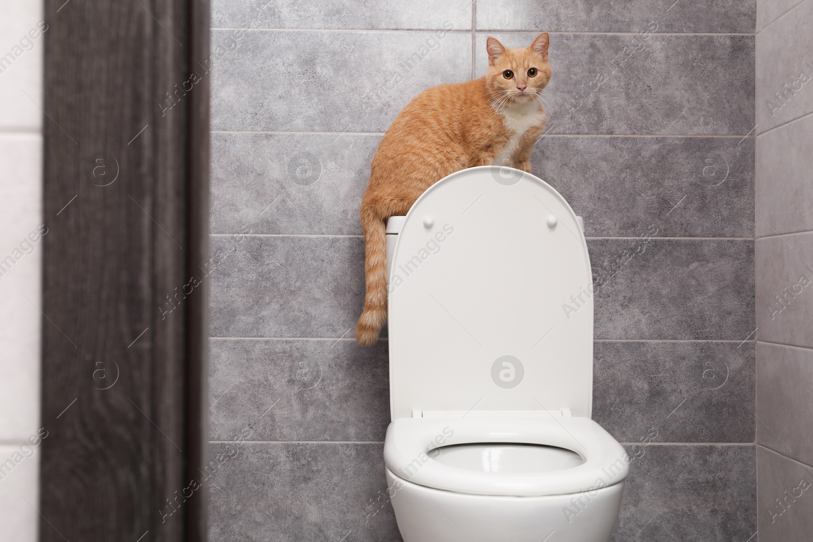 Photo of Cute cat on toilet bowl in bathroom