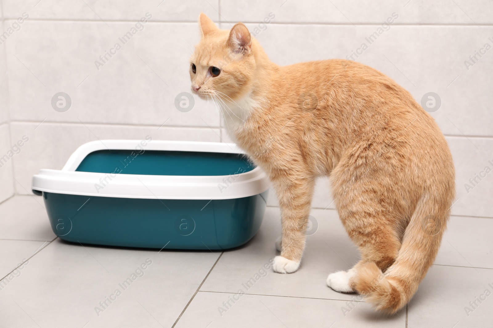 Photo of Cute ginger cat near litter tray indoors