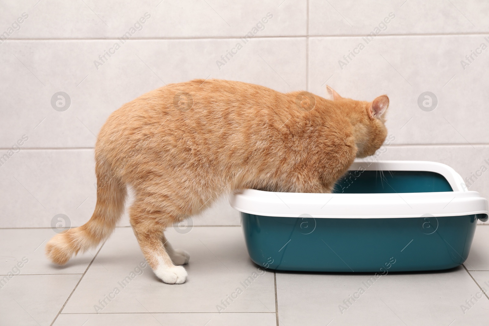 Photo of Cute ginger cat near litter tray indoors