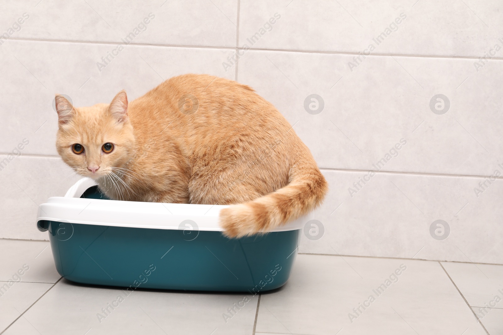 Photo of Cute ginger cat in litter tray indoors, space for text