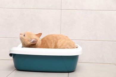 Photo of Cute ginger cat in litter tray indoors