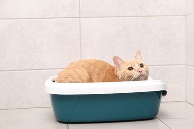 Cute ginger cat in litter tray indoors