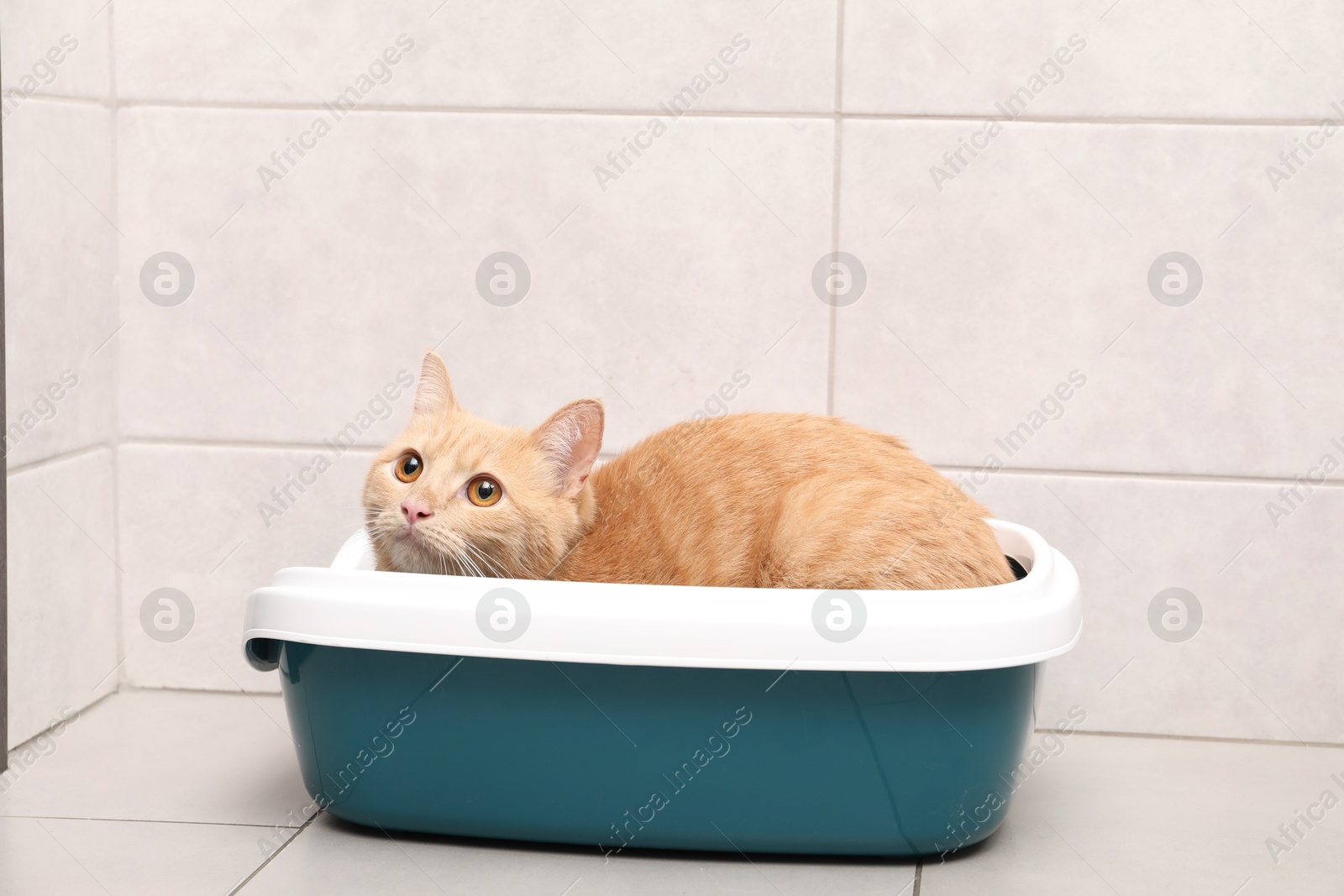 Photo of Cute ginger cat in litter tray indoors