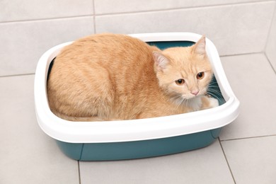 Photo of Cute ginger cat in litter tray indoors