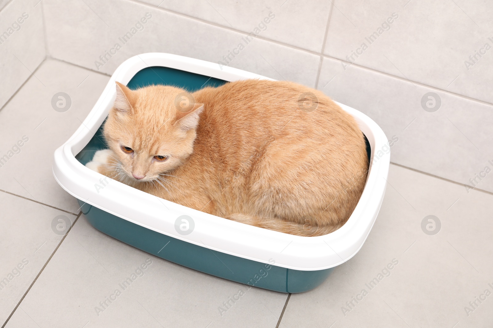 Photo of Cute ginger cat in litter tray indoors