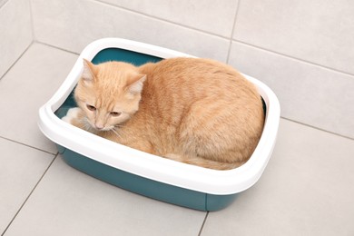 Cute ginger cat in litter tray indoors