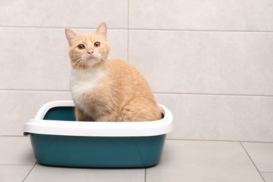 Photo of Cute ginger cat in litter tray indoors, space for text