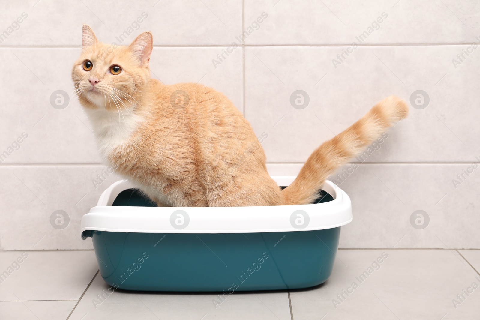 Photo of Cute ginger cat in litter tray indoors