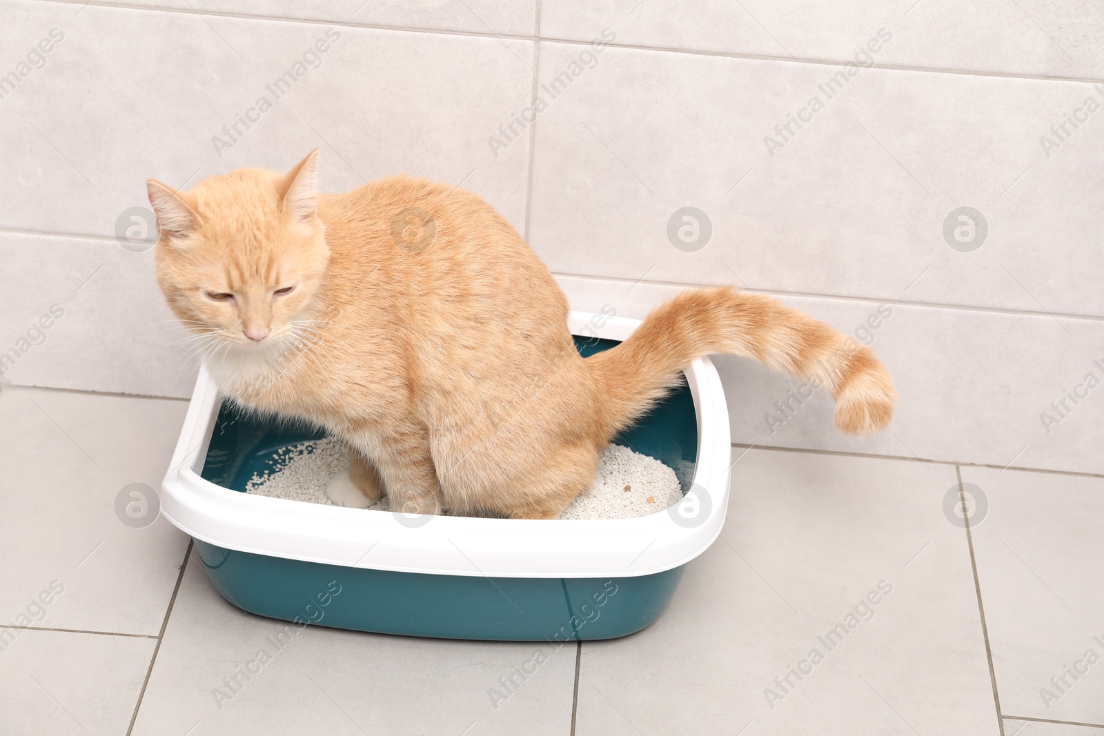 Photo of Cute ginger cat in litter tray indoors