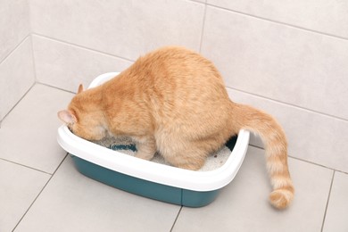 Photo of Cute ginger cat in litter tray indoors