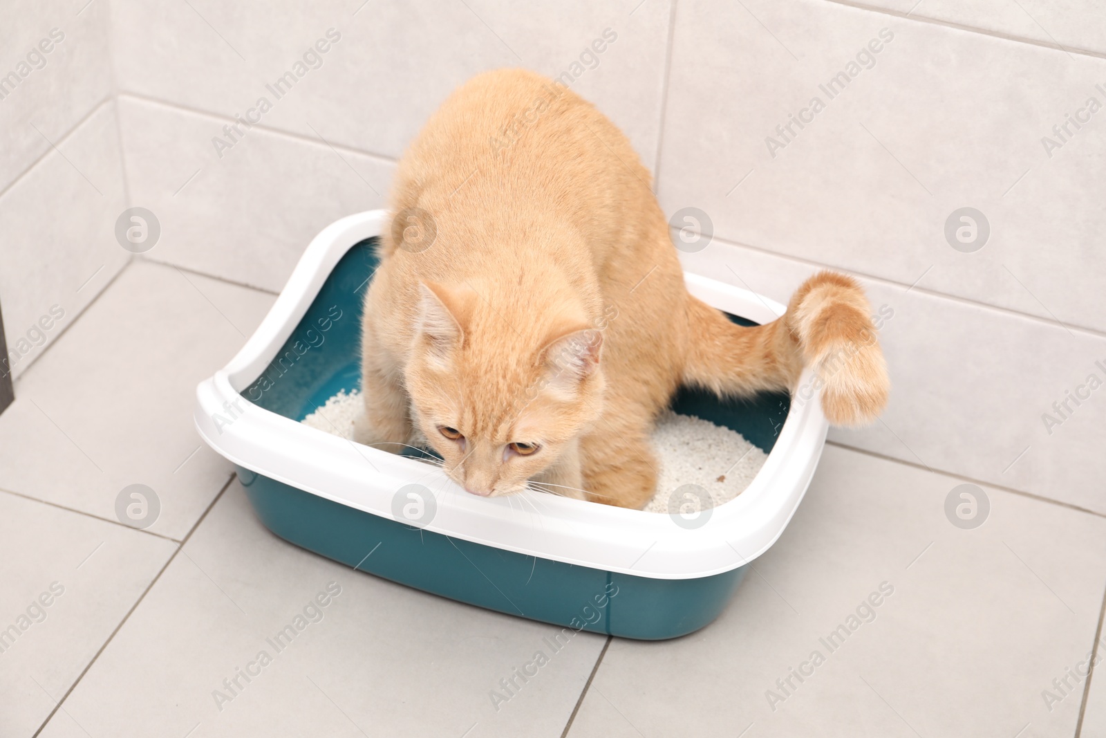 Photo of Cute ginger cat in litter tray indoors