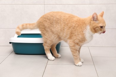 Cute ginger cat near litter tray indoors