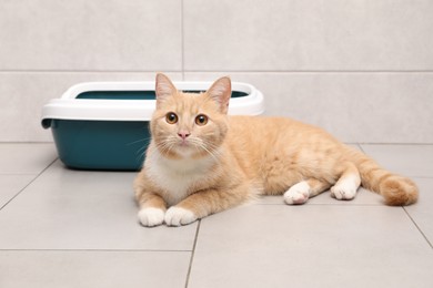 Cute ginger cat lying near litter tray indoors