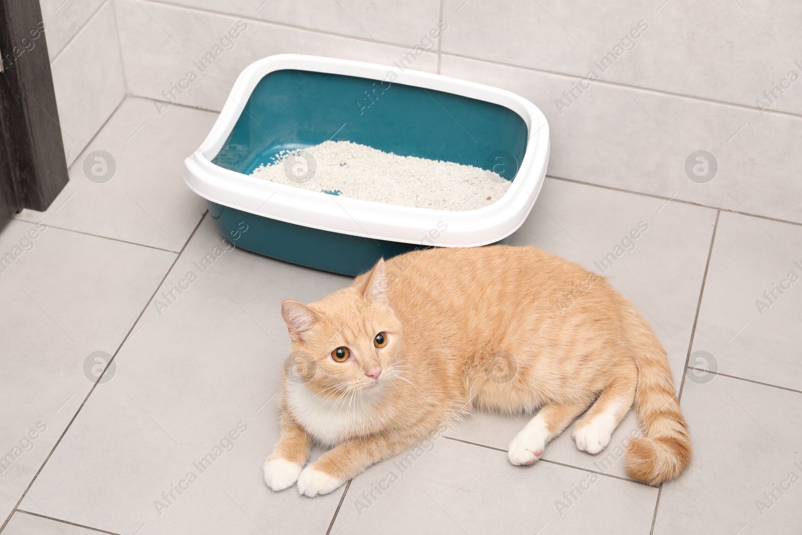 Photo of Cute ginger cat lying near litter tray indoors