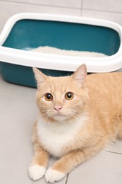 Cute ginger cat lying near litter tray indoors