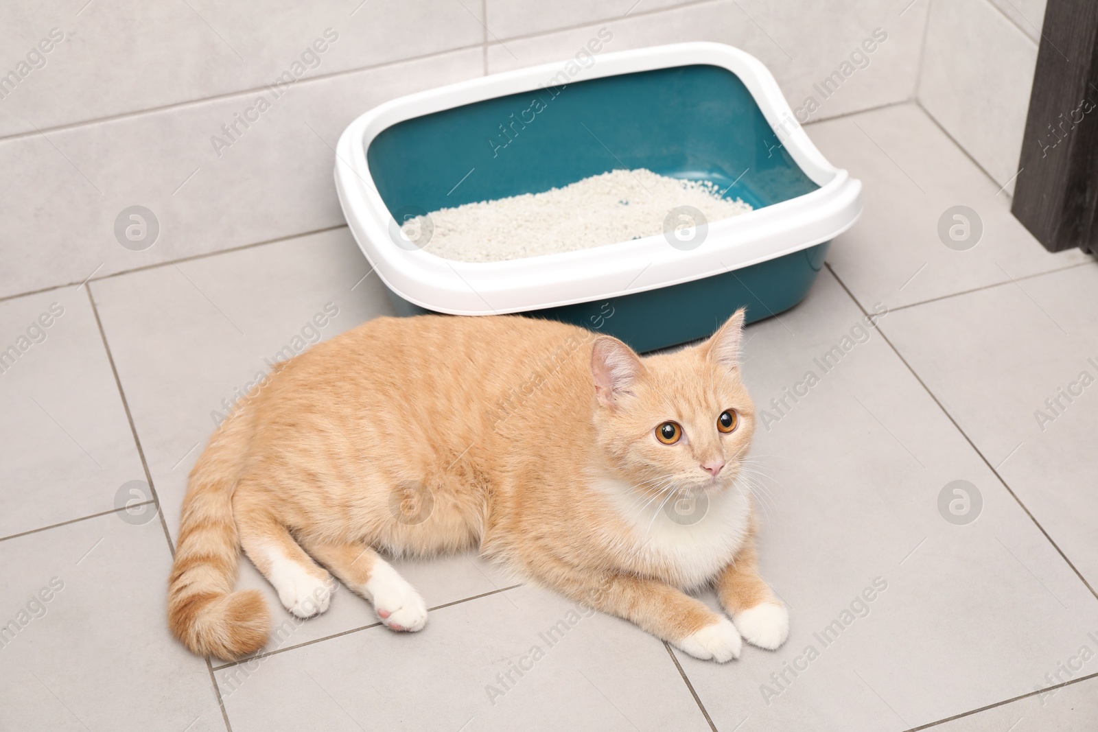 Photo of Cute ginger cat lying near litter tray indoors