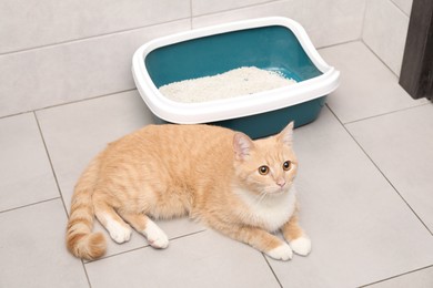 Photo of Cute ginger cat lying near litter tray indoors