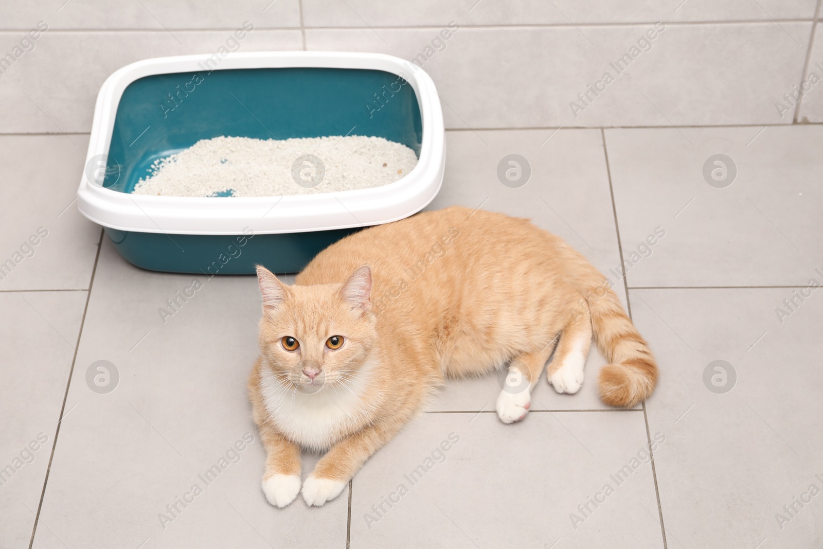 Photo of Cute ginger cat lying near litter tray indoors