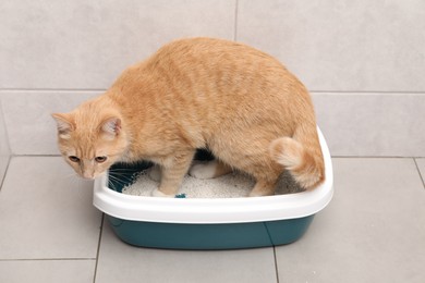 Photo of Cute ginger cat in litter tray indoors