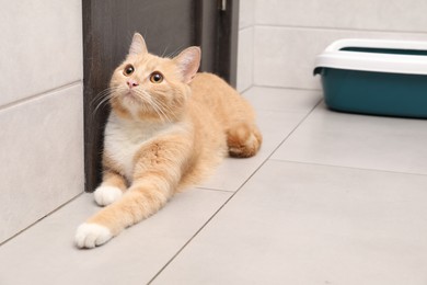 Cute ginger cat lying near litter tray indoors