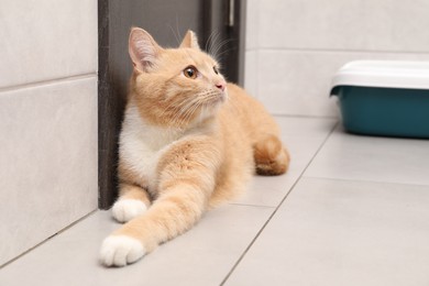 Photo of Cute ginger cat lying near litter tray indoors