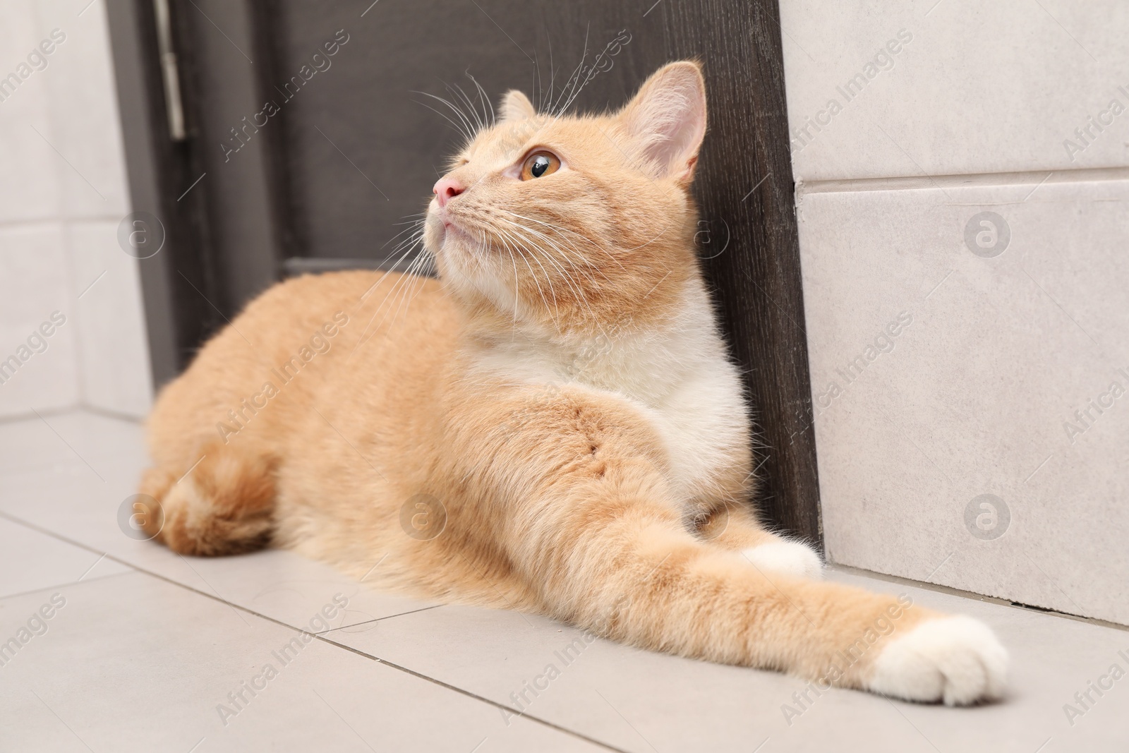 Photo of Cute ginger cat lying near door indoors