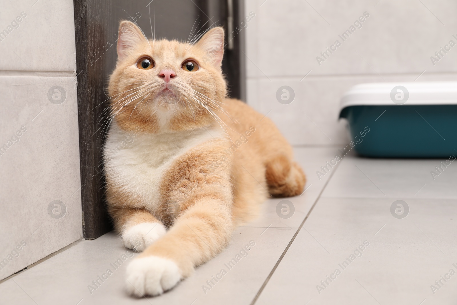 Photo of Cute ginger cat lying near litter tray indoors