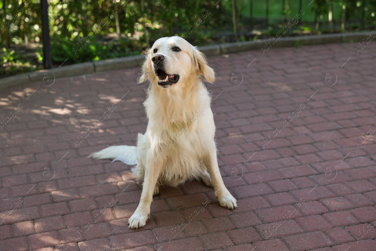 Photo of Cute Golden Retriever sitting on city street