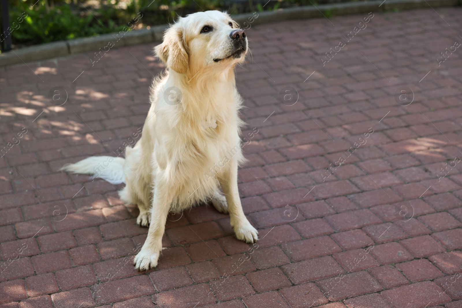 Photo of Cute Golden Retriever sitting on city street