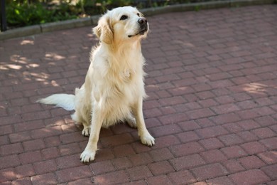 Photo of Cute Golden Retriever sitting on city street