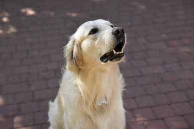 Photo of Portrait of cute Golden Retriever on city street