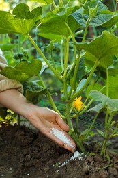 Photo of Woman putting fertilizer onto soil under plant outdoors, closeup