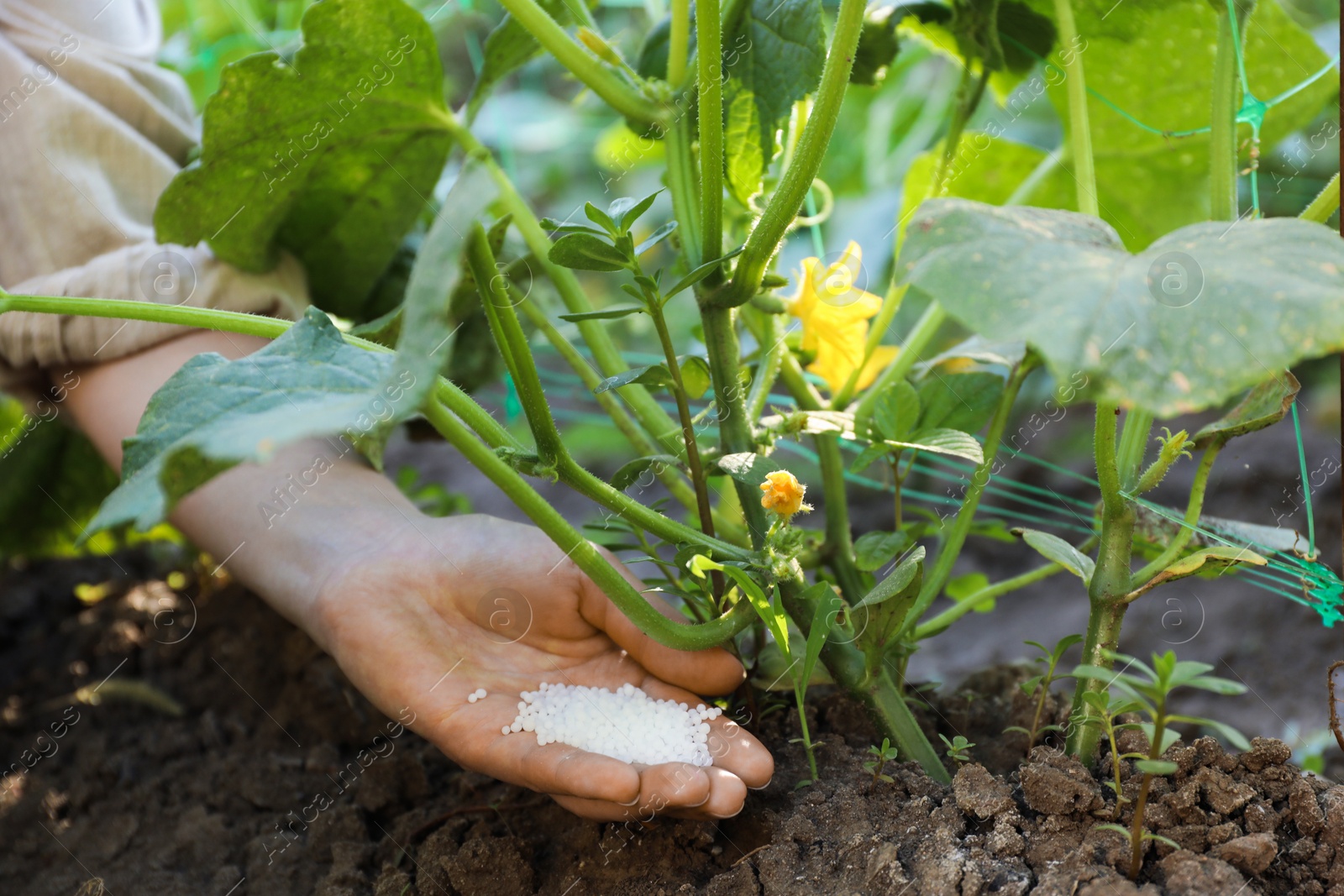 Photo of Woman putting fertilizer onto soil under plant outdoors, closeup