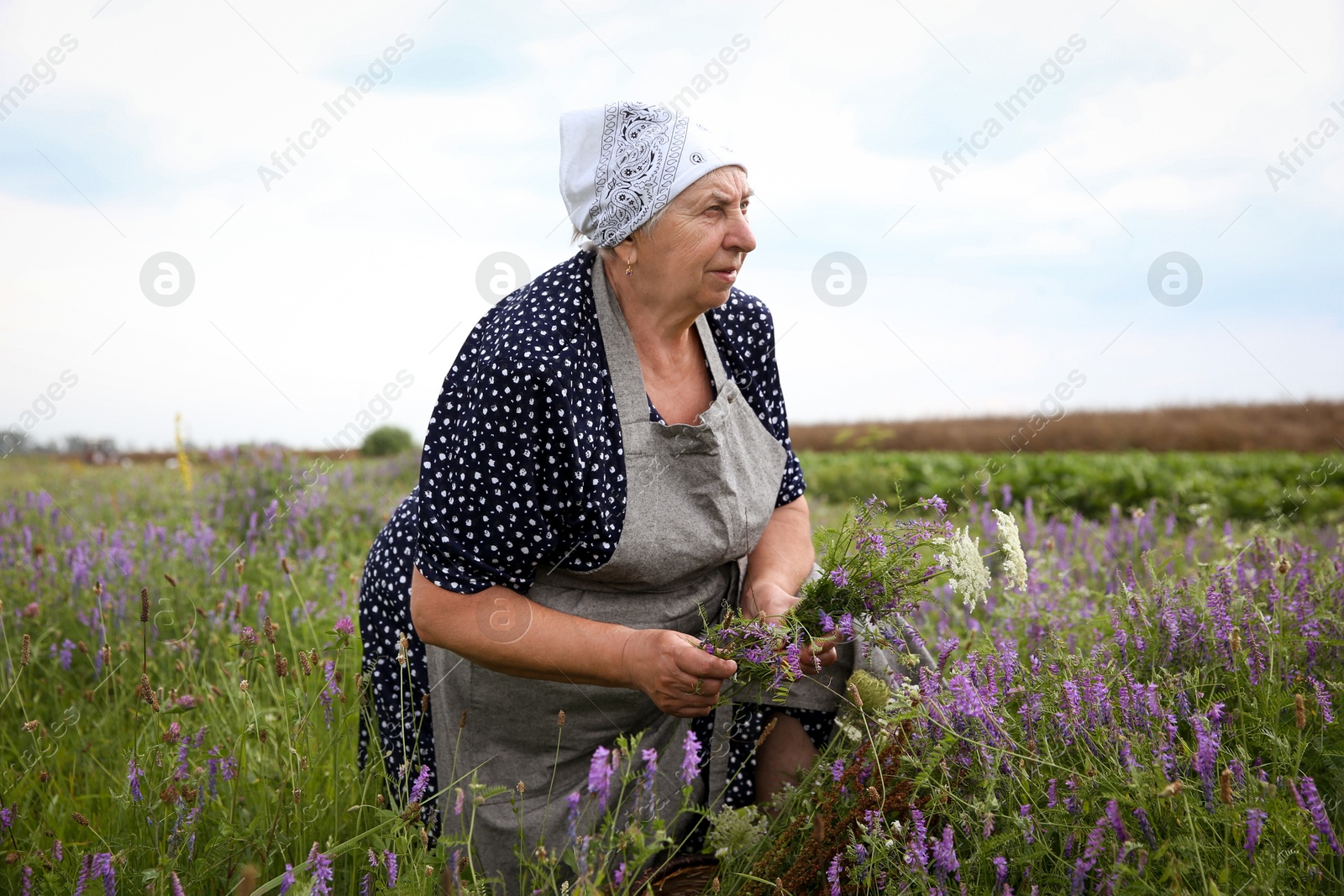 Photo of Senior woman picking wildflowers for tincture in meadow