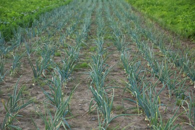 Photo of Young green onion sprouts growing in field