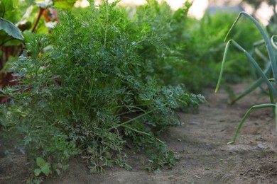 Photo of Carrot plants with green leaves growing in field, closeup