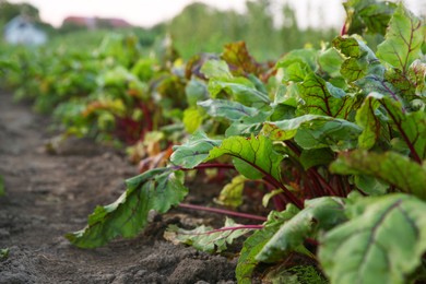 Photo of Beetroot plants with green leaves growing in field, closeup