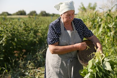 Photo of Senior farmer picking fresh pea pods outdoors