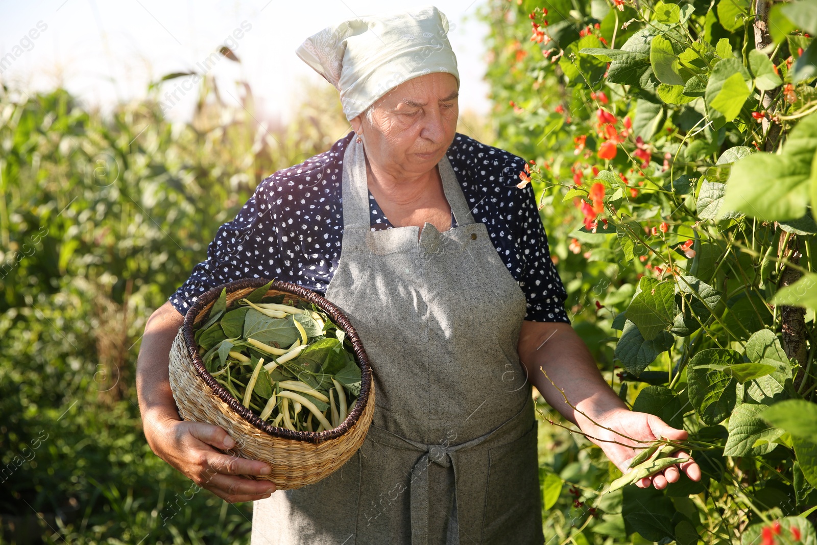 Photo of Senior farmer picking fresh pea pods outdoors