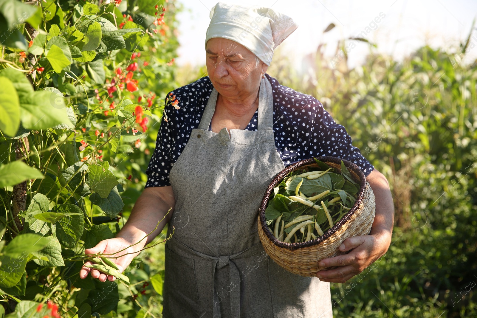 Photo of Senior farmer picking fresh pea pods outdoors