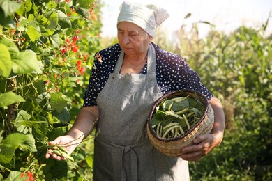 Photo of Senior farmer picking fresh pea pods outdoors