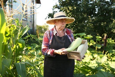 Photo of Senior farmer holding wooden crate with zucchinis outdoors