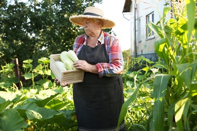 Photo of Senior farmer holding wooden crate with zucchinis outdoors