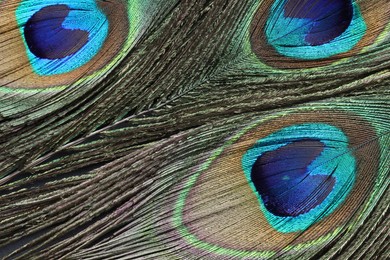 Beautiful bright peacock feathers as background, top view