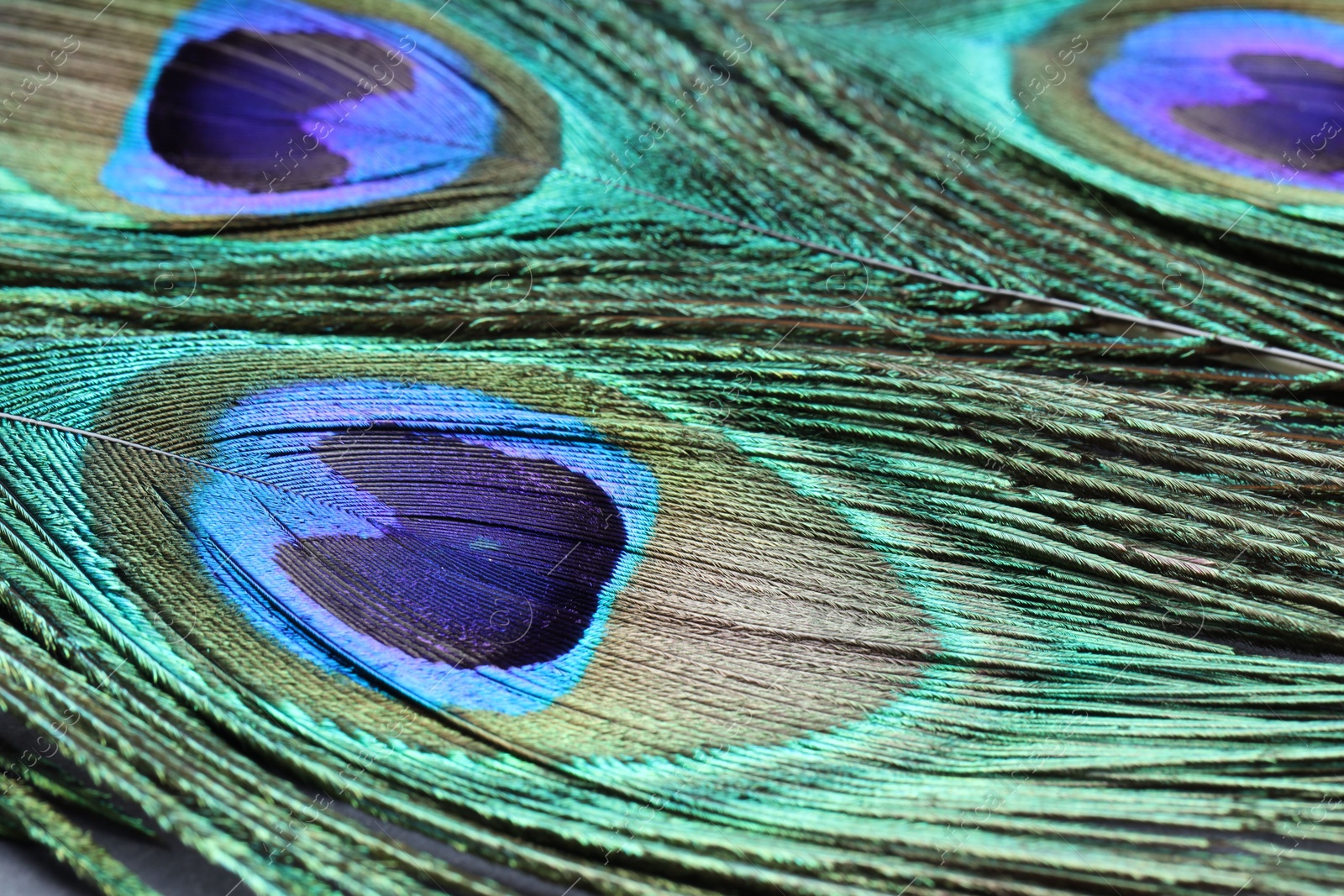 Photo of Beautiful bright peacock feathers as background, closeup