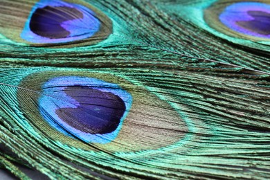 Beautiful bright peacock feathers as background, closeup