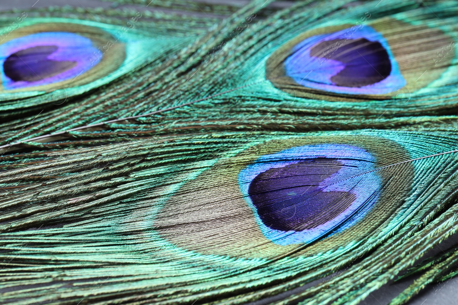 Photo of Beautiful bright peacock feathers as background, closeup