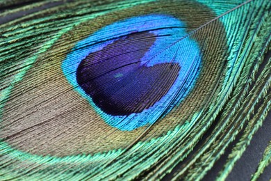 Photo of Beautiful bright peacock feather on table, closeup