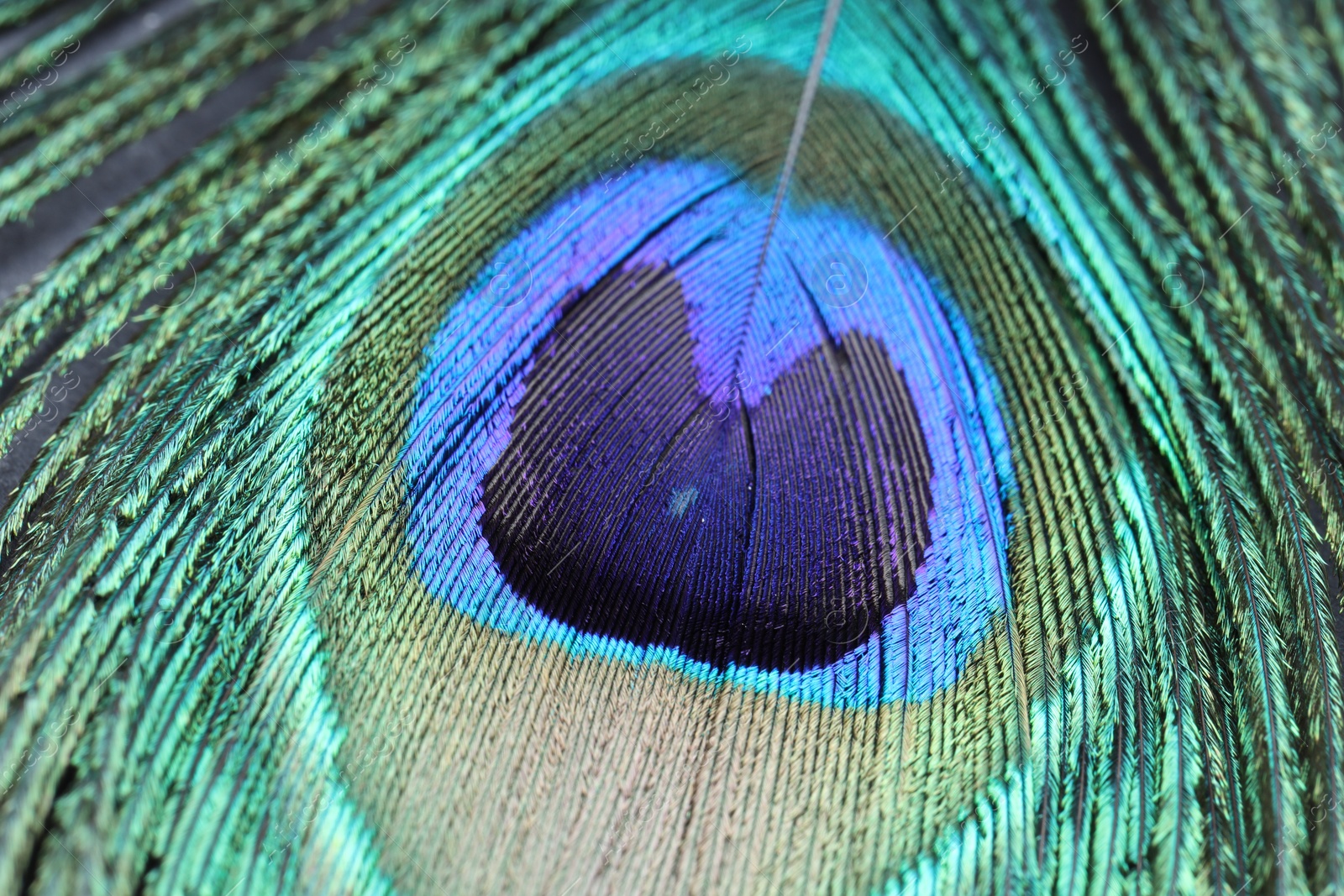 Photo of Beautiful bright peacock feather as background, macro view