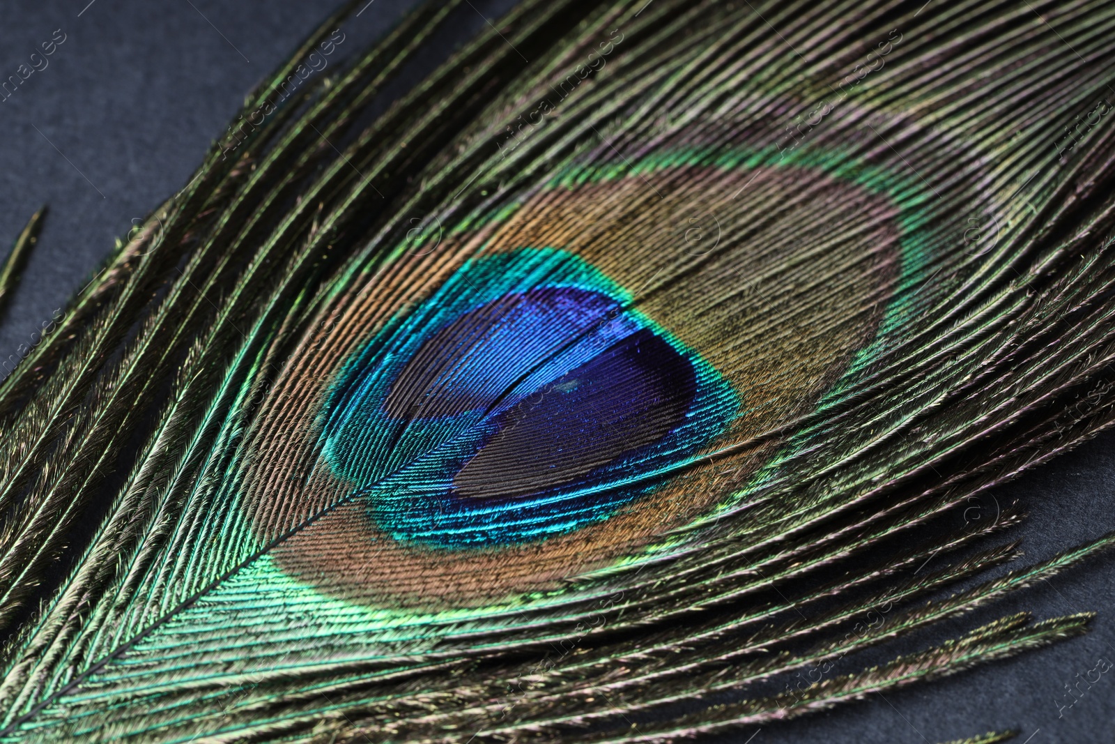 Photo of Beautiful bright peacock feather on grey table, closeup